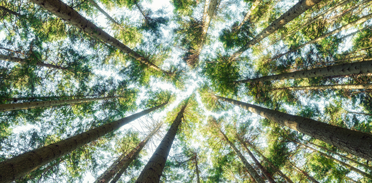 Glossario di sostenibilità - alberi verdi 