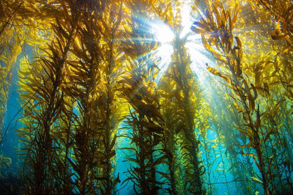 Le alghe, arma di contrasto per la decarbonizzazione